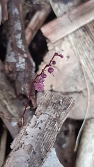 Seychellaria thomassetii