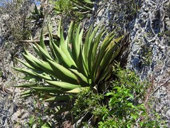 Agave underwoodii