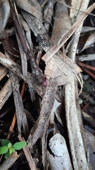 Seychellaria thomassetii