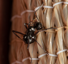 Polyrhachis australis