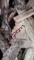 Seychellaria thomassetii