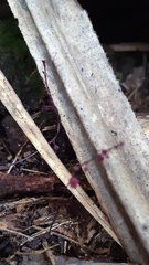 Seychellaria thomassetii