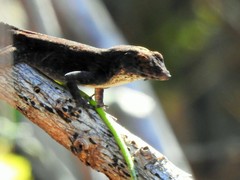 Anolis homolechis