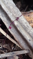 Seychellaria thomassetii