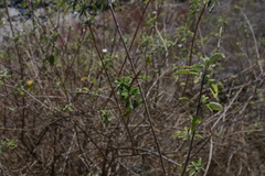 Lantana peduncularis
