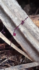 Seychellaria thomassetii