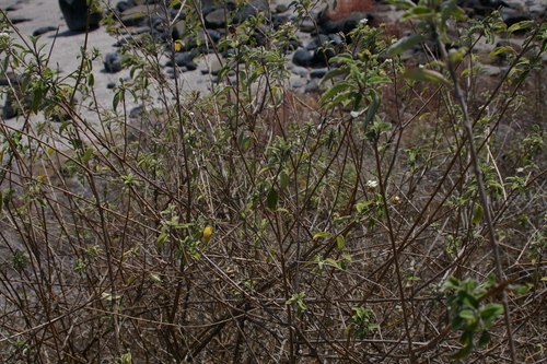 Image of Lantana peduncularis by no rights reserved