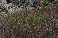 Lantana peduncularis