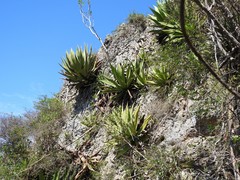 Agave underwoodii