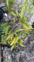 Angraecum eburneum