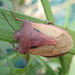 Chalcopis glandulosa - Photo (c) hollythefrog,  זכויות יוצרים חלקיות (CC BY-NC), הועלה על ידי hollythefrog