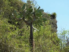 Consolea moniliformis