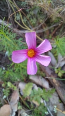 Oxalis confertifolia