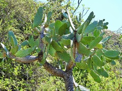 Consolea moniliformis