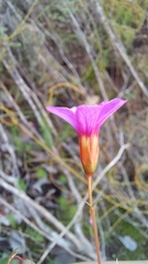 Oxalis confertifolia