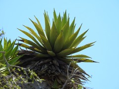 Agave underwoodii