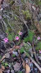 Oxalis confertifolia