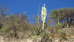 Agave funkiana