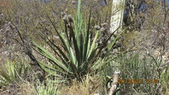 Agave funkiana