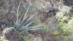 Agave funkiana