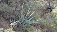 Agave funkiana
