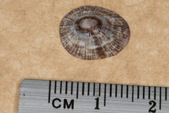 Siphonaria funiculata