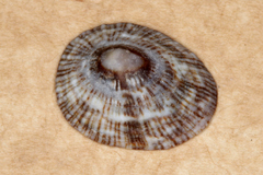 Siphonaria funiculata