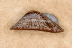Siphonaria funiculata