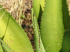 Agave underwoodii