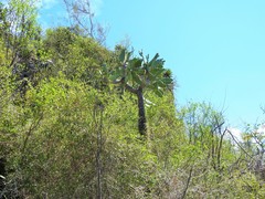 Consolea moniliformis