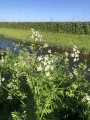 Anthriscus sylvestris