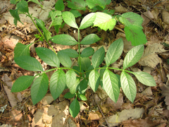 Dictamnus dasycarpus