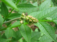 Dictamnus dasycarpus