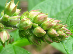 Dictamnus dasycarpus