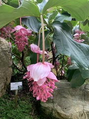 Medinilla magnifica