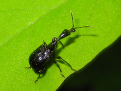 Cycnotrachelus cyanopterus
