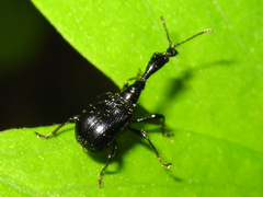 Cycnotrachelus cyanopterus