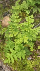 Cheilanthes capensis