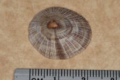 Siphonaria funiculata