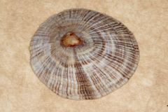 Siphonaria funiculata