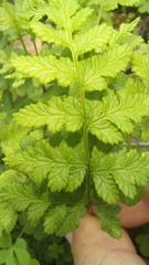 Cheilanthes capensis