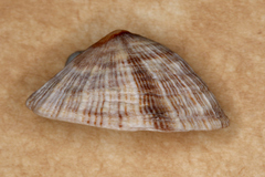 Siphonaria funiculata