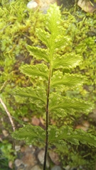Cheilanthes capensis