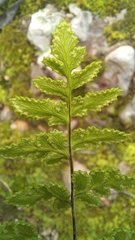 Cheilanthes capensis