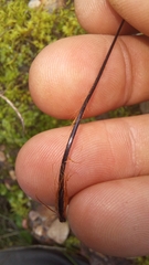 Cheilanthes capensis