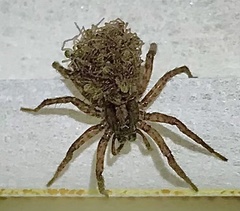 Camptocosa parallela