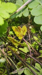 Cheilanthes capensis