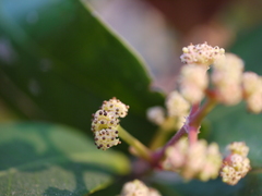 Ixora brachiata