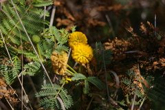 Vachellia rorudiana