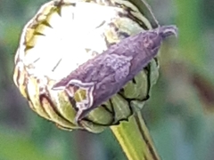 Dichrorampha acuminatana